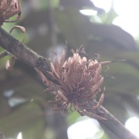 Cullenia rosayroana Kosterm.